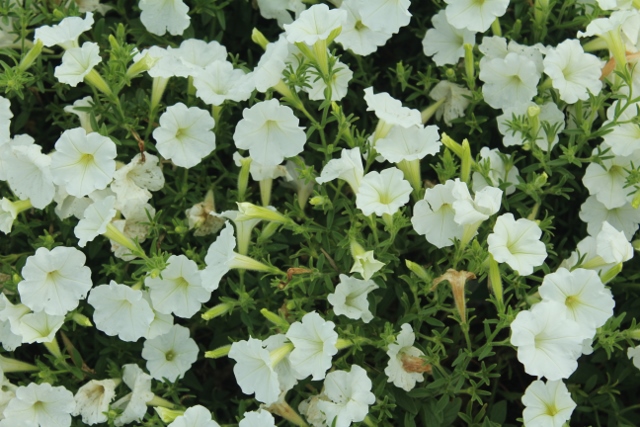 Supertunia Snowdriftjpg